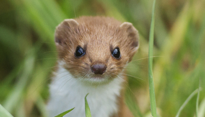 Buy High Season Photography Day Tickets online - British Wildlife Centre