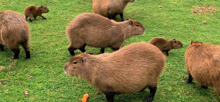 Captivating Capybaras - Animal Experience