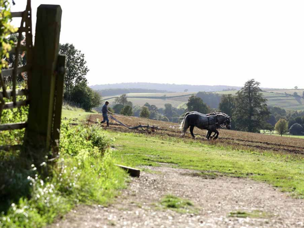 How to care for and manage heavy horses