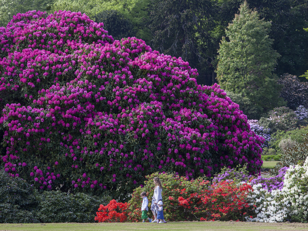 Scottish Rhododendron Festival Guided Walks