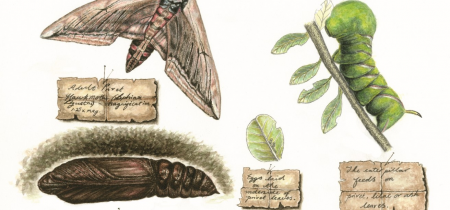 Insect Metamorphosis Watercolour Painting Workshop