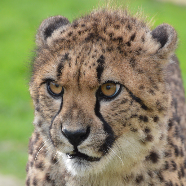 Buy Cheetah Experience - Book Now! Tickets online - Wingham Wildlife Park