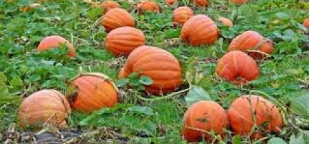 Halloween themed Maze with Pumpkin Picking 2023