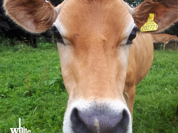 Animal Encounter - Cows via Tractor & Trailer Ride