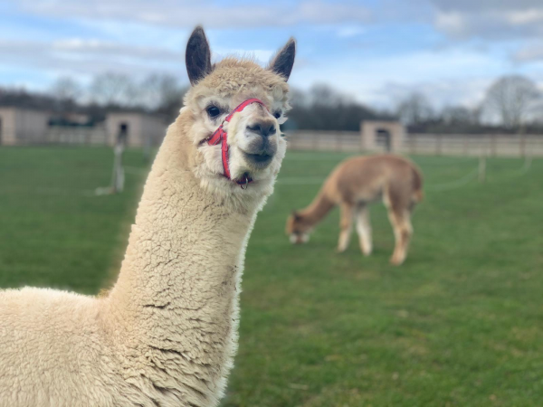 Animal Encounter - Alpacas