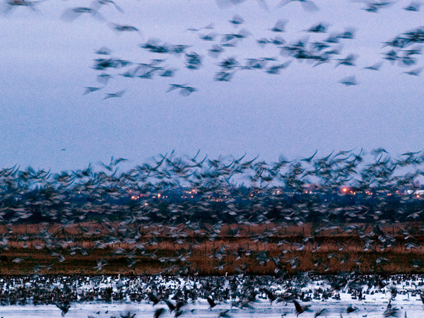 Dawn Flights (Martin Mere)