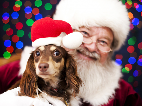 Santa Paws- Woburn Sands 2025