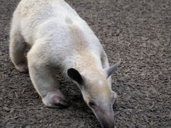 Tamandua Experience - Book Now!