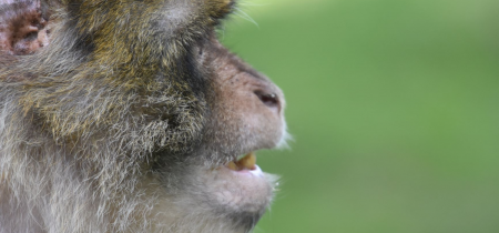 Monkey Forest Admission 2021