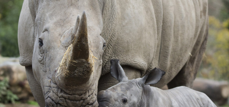 Virtual Primary Programme: Champions for Conservation