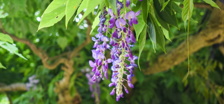 Wisteria pruning workshop