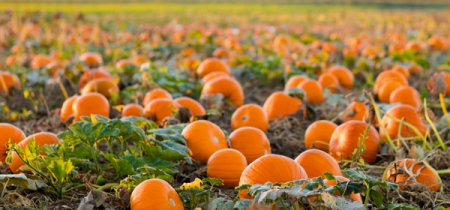 Daytime Pumpkin Picking