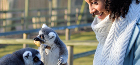 Ring Tailed Lemur Experience - Book Now!