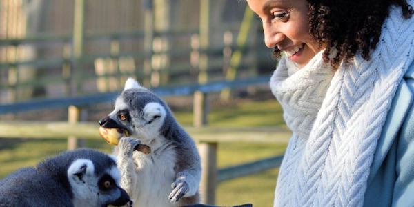 Buy Ring Tailed Lemur Experience - Book Now! Tickets online - Wingham