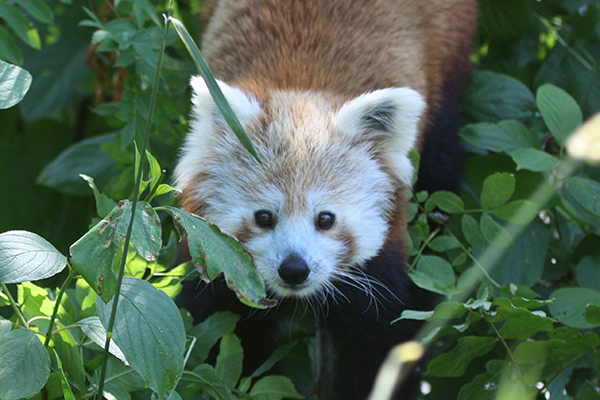 Buy Red Panda Experience Tickets online - Curraghs Wildlife Park