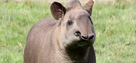 Tapir Experience