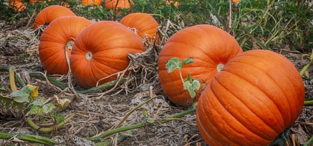 The Milton Pumpkin Patch -to change your booking please create an account at checkout by setting a password.