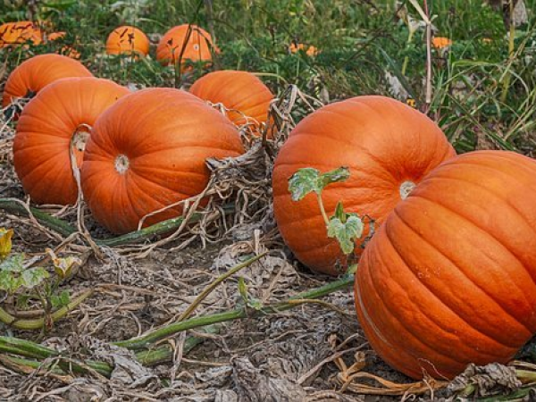 The Milton Pumpkin Patch -to change your booking please create an account at checkout by setting a password.