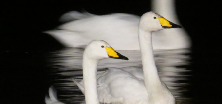 Swan Supper (Welney)