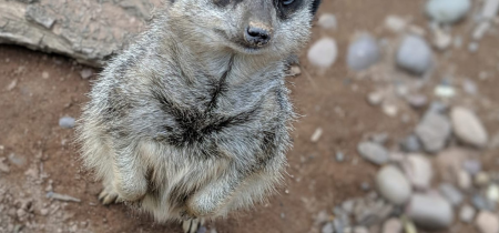 Animal Encounter - Meerkats