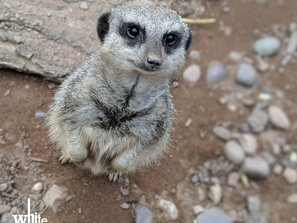 Animal Encounter - Meerkats