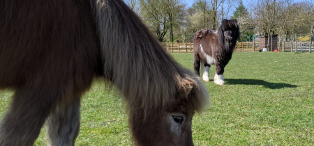 Animal Encounter - Ponies