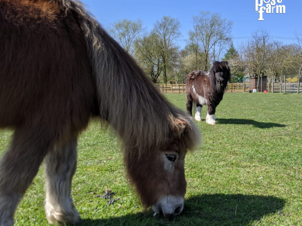 Animal Encounter - Ponies