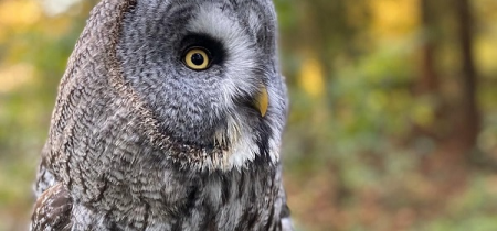 Owl Encounter