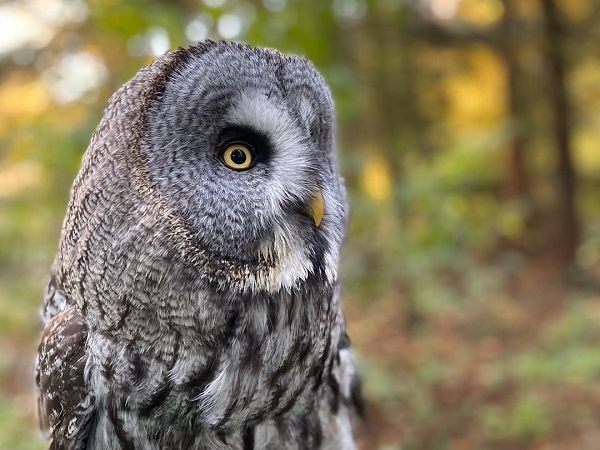 Owl Encounter