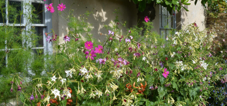 Planting and gardening on chalk | Monday 16th August 2021