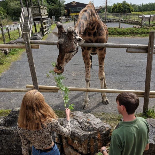 Buy Giraffe feeding experience Tickets online - Folly Farm