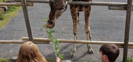 Giraffe feeding experience
