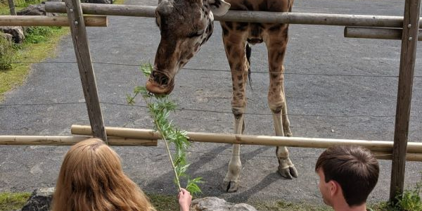 Buy Giraffe feeding experience Tickets online - Folly Farm