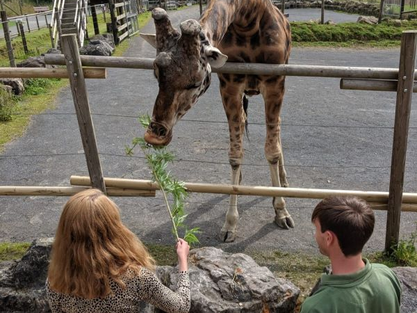 Giraffe feeding experience