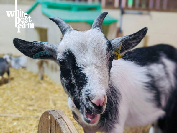 Animal Encounter - Goats