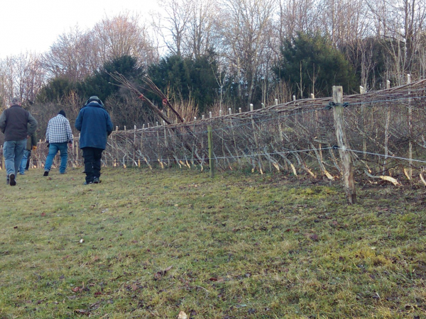 How to lay a hedge