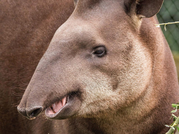 Tapir feeding experience