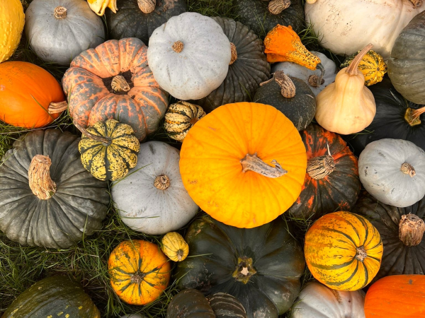 Pick Your Own Pumpkins