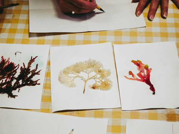 Seaweed Workshops for Adults