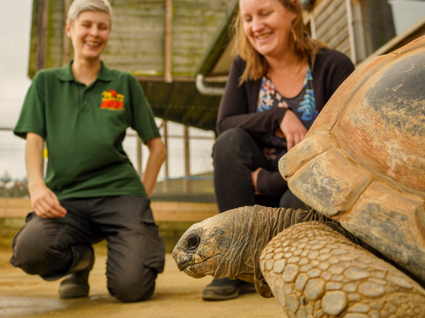 Giant Tortoise - Somerset Safari Encounters