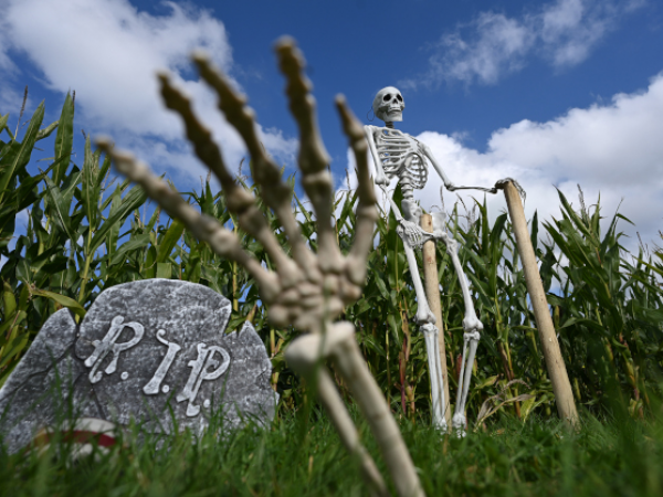 Halloween Maize Maze Trail