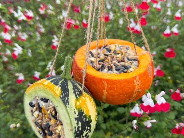 Make Your Own Bird Feeder