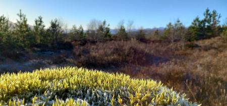 Mossy rock in foreground with trees behind, at Dudnreggan