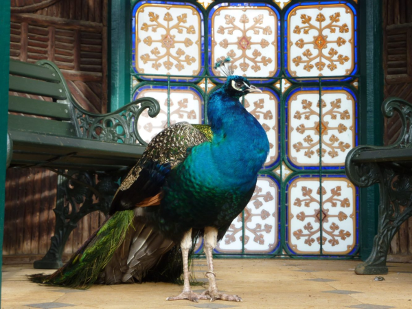 GUIDED SWISS GARDEN TOUR