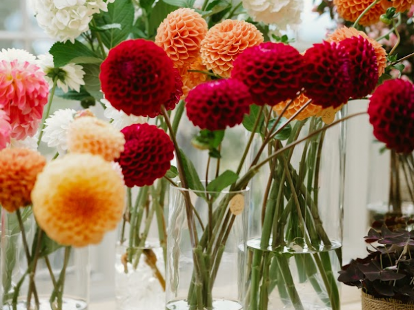 Dahlia Floral Workshop
