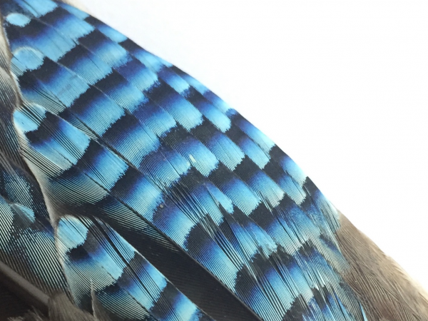 Fascinating Feathers!