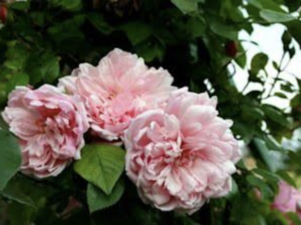 Rambling Rector & Dusky Maiden. A love affair. The myth, magic and history of the Rose with Assumpta Broomfield.