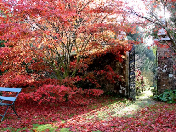 Guided Walk - Autumn Glory in the Gardens