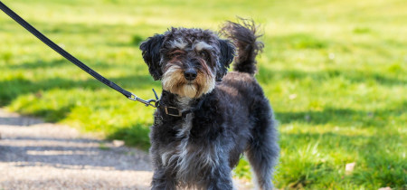 Walking Festival: Woof Walk