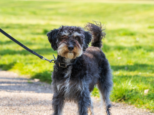 Walking Festival: Woof Walk